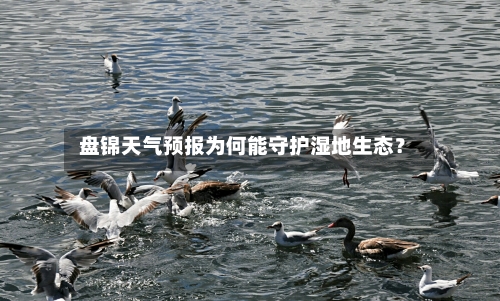  盘锦天气预报为何能守护湿地生态？  