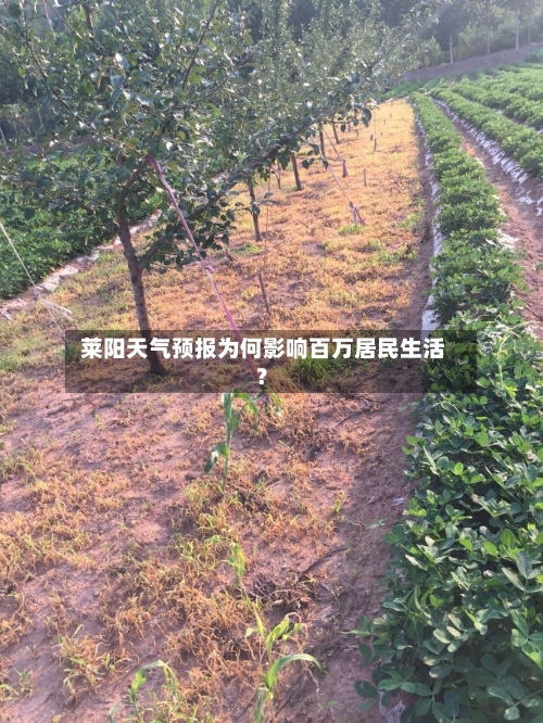  莱阳天气预报为何影响百万居民生活？