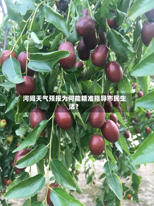  河间天气预报为何能精准指导市民生活？