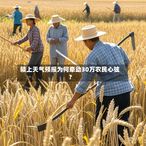 颍上天气预报为何牵动30万农民心弦？