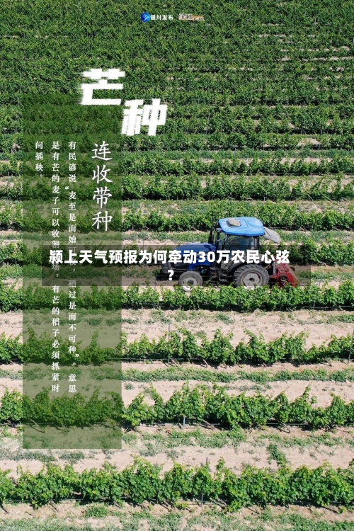 颍上天气预报为何牵动30万农民心弦？