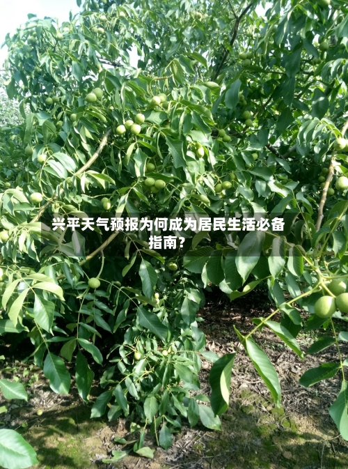  兴平天气预报为何成为居民生活必备指南？