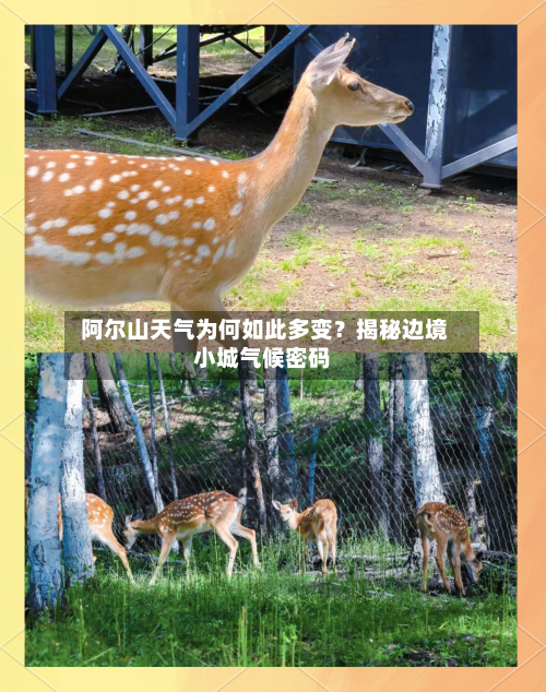  阿尔山天气为何如此多变？揭秘边境小城气候密码
