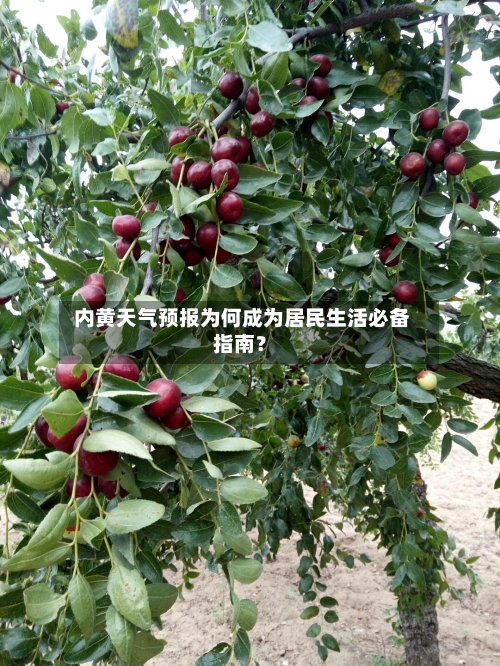  内黄天气预报为何成为居民生活必备指南？