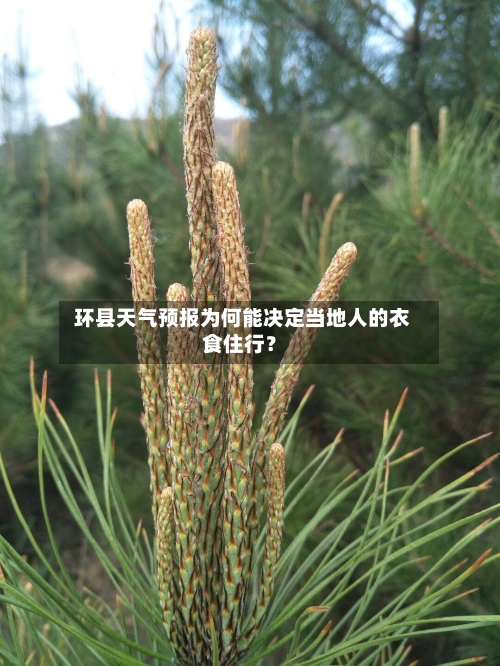  环县天气预报为何能决定当地人的衣食住行？