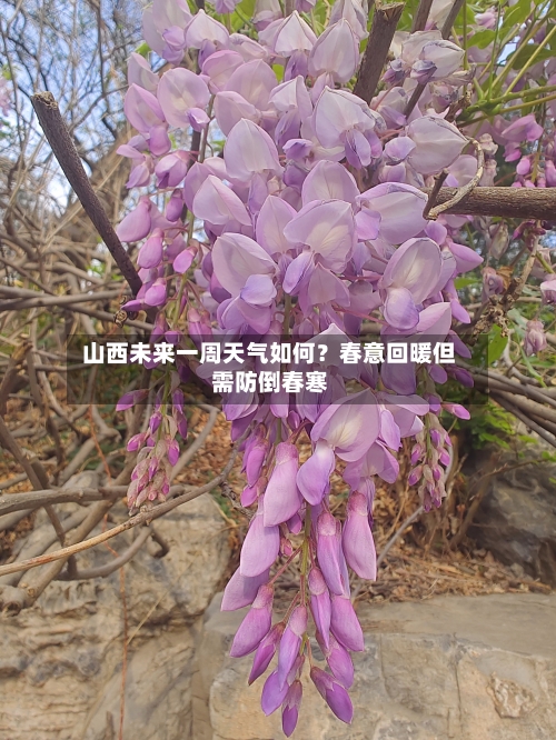 山西未来一周天气如何？春意回暖但需防倒春寒  
