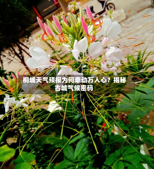  桐城天气预报为何牵动万人心？揭秘古城气候密码