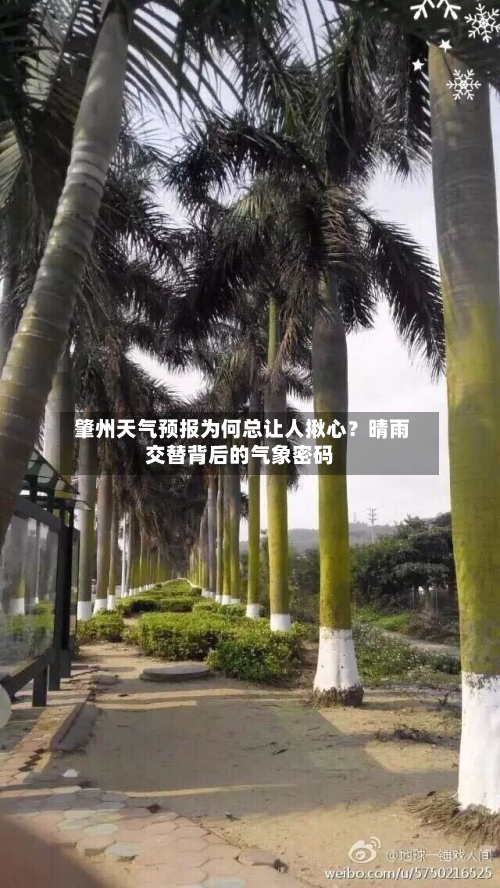  肇州天气预报为何总让人揪心？晴雨交替背后的气象密码