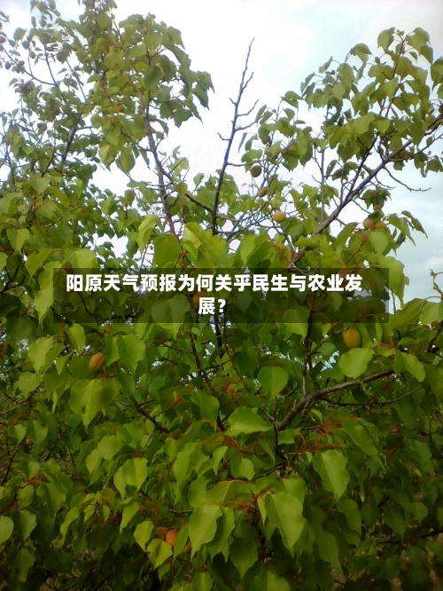  阳原天气预报为何关乎民生与农业发展？