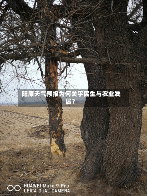  阳原天气预报为何关乎民生与农业发展？