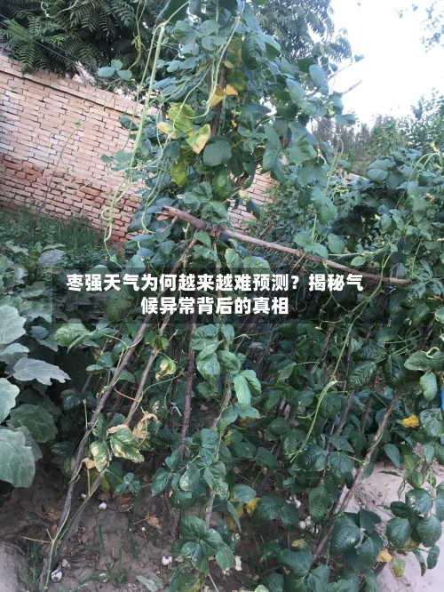  枣强天气为何越来越难预测？揭秘气候异常背后的真相  