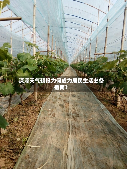  深泽天气预报为何成为居民生活必备指南？