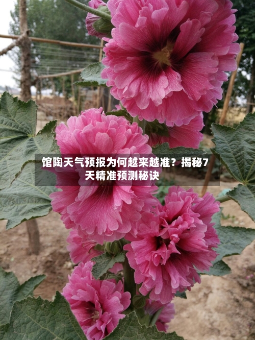  馆陶天气预报为何越来越准？揭秘7天精准预测秘诀