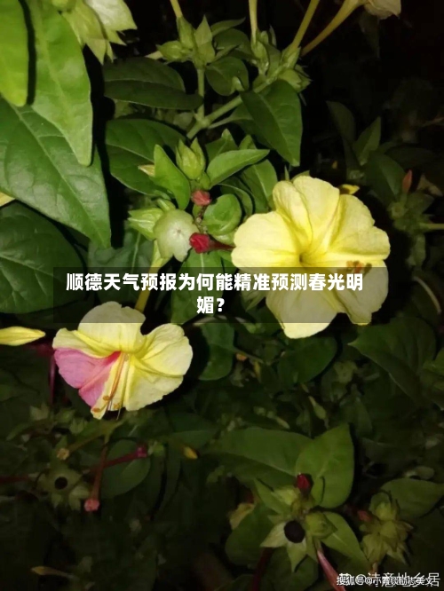  顺德天气预报为何能精准预测春光明媚？  