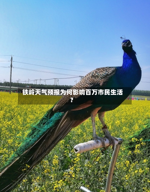  铁岭天气预报为何影响百万市民生活？  