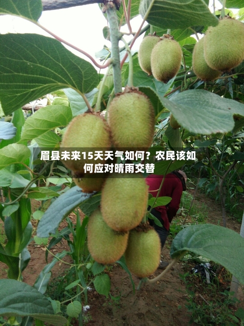  眉县未来15天天气如何？农民该如何应对晴雨交替 