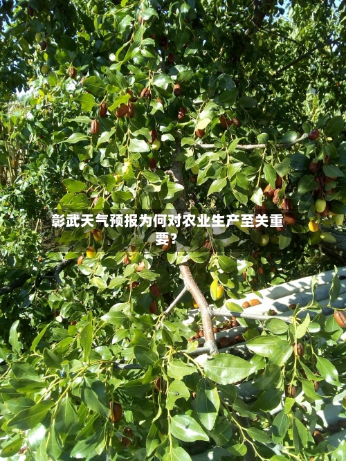 彰武天气预报为何对农业生产至关重要?