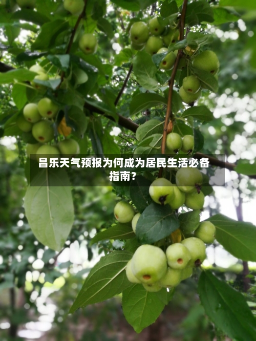  昌乐天气预报为何成为居民生活必备指南？