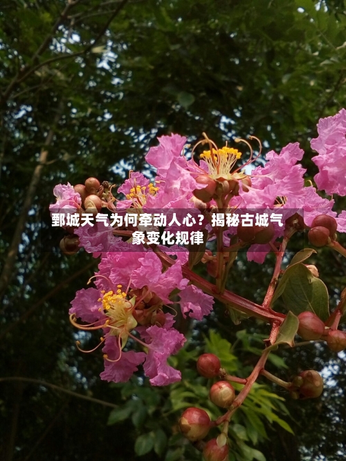  鄄城天气为何牵动人心？揭秘古城气象变化规律  