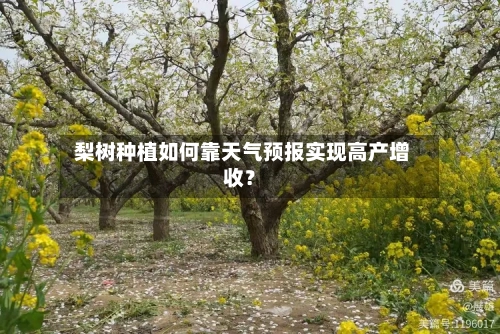  梨树种植如何靠天气预报实现高产增收？