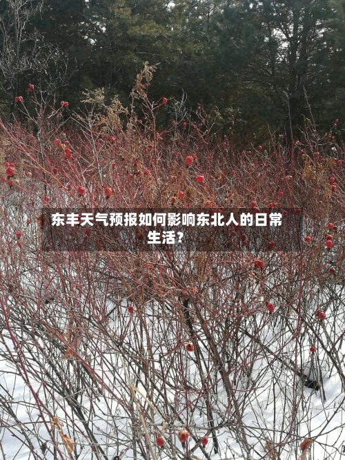  东丰天气预报如何影响东北人的日常生活？