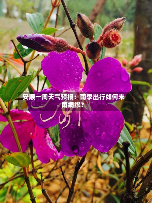  安顺一周天气预报：雨季出行如何未雨绸缪？