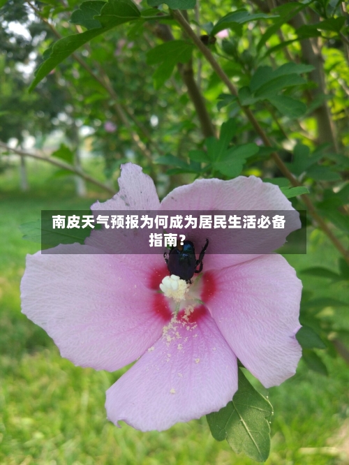  南皮天气预报为何成为居民生活必备指南？