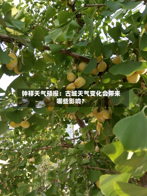  钟祥天气预报：古城天气变化会带来哪些影响？