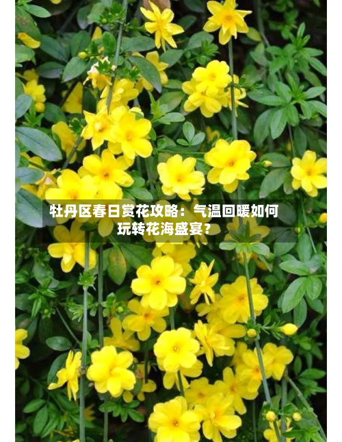 牡丹区春日赏花攻略:气温回暖如何玩转花海盛宴?