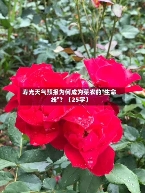 寿光天气预报为何成为菜农的