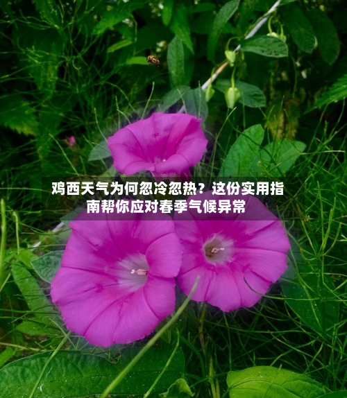  鸡西天气为何忽冷忽热？这份实用指南帮你应对春季气候异常