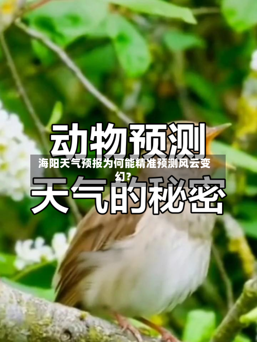  海阳天气预报为何能精准预测风云变幻？
