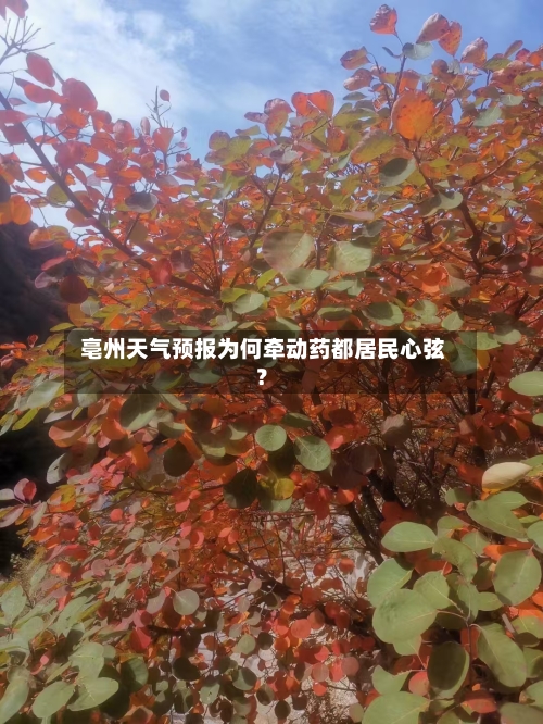  亳州天气预报为何牵动药都居民心弦？