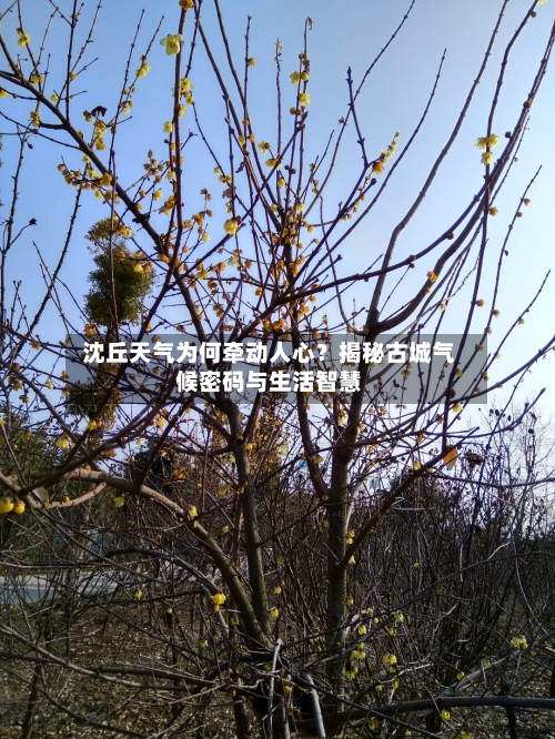  沈丘天气为何牵动人心？揭秘古城气候密码与生活智慧  