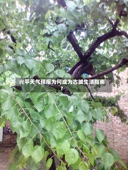  兴平天气预报为何成为古城生活指南？