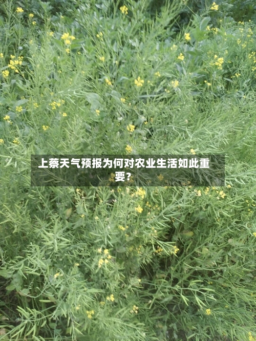  上蔡天气预报为何对农业生活如此重要？