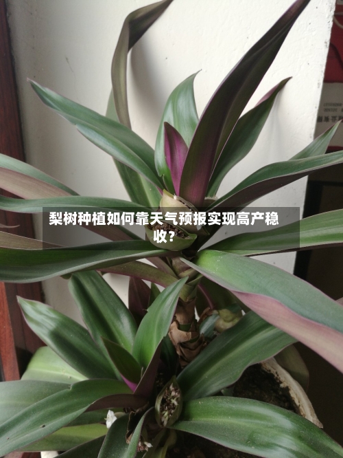 梨树种植如何靠天气预报实现高产稳收？