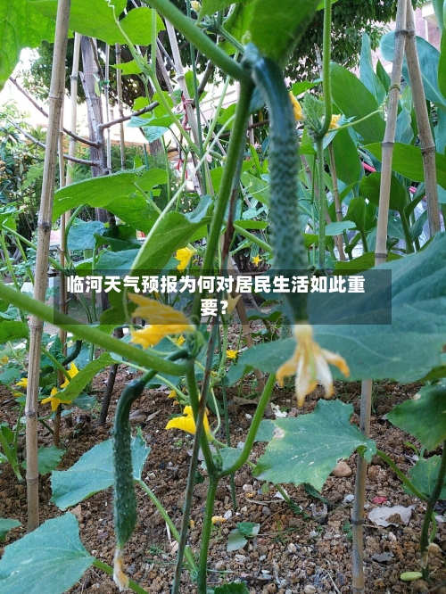 临河天气预报为何对居民生活如此重要?