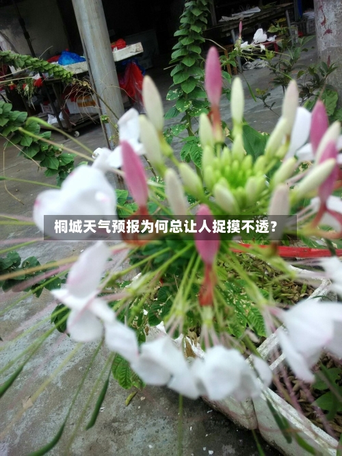  桐城天气预报为何总让人捉摸不透？