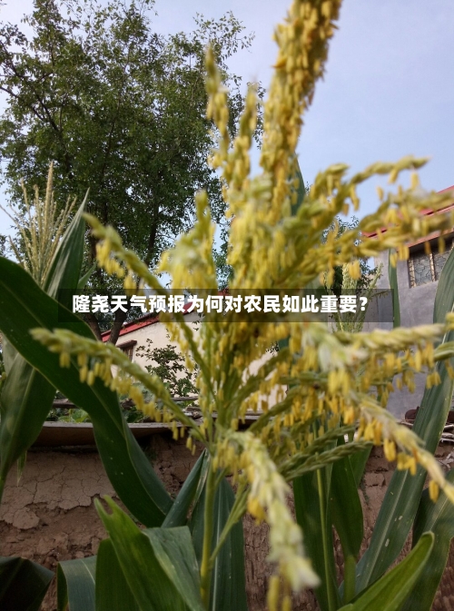 隆尧天气预报为何对农民如此重要？