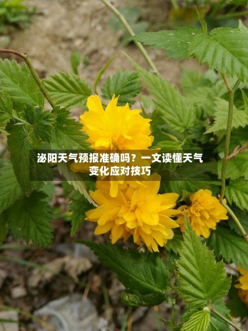  泌阳天气预报准确吗？一文读懂天气变化应对技巧  