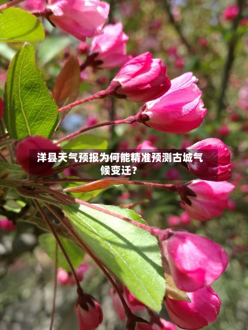  洋县天气预报为何能精准预测古城气候变迁？