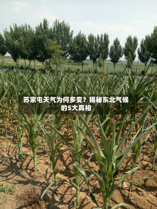  苏家屯天气为何多变？揭秘东北气候的5大真相  