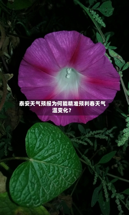  泰安天气预报为何能精准预判春天气温变化？