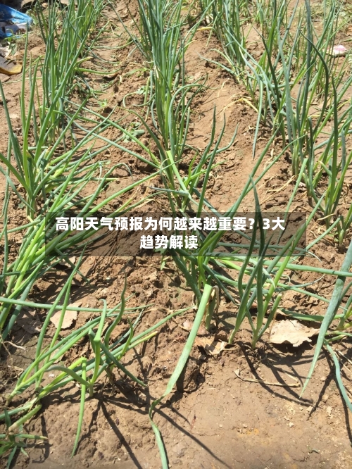  高阳天气预报为何越来越重要？3大趋势解读