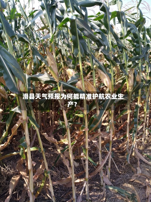  滑县天气预报为何能精准护航农业生产？