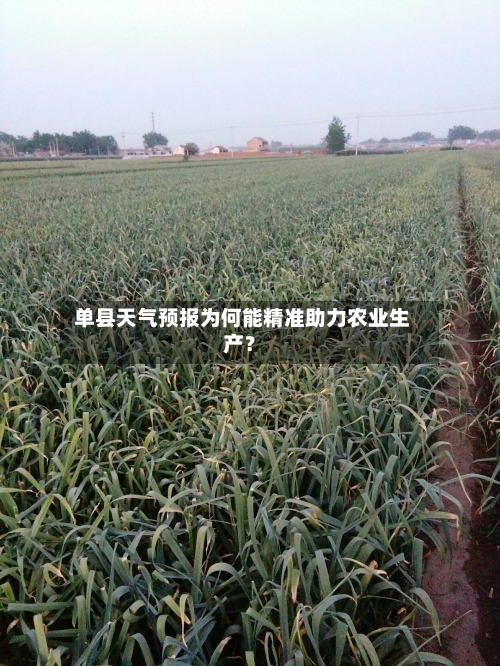  单县天气预报为何能精准助力农业生产？